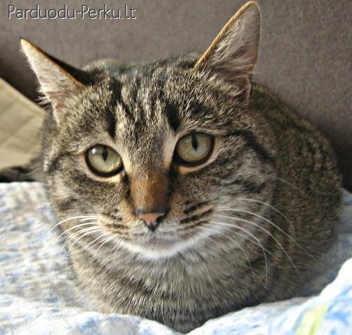 Dovanojama raina katė