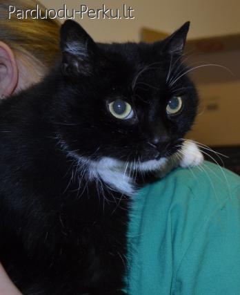 Dovanojamas meiliausias katinas pasaulyje