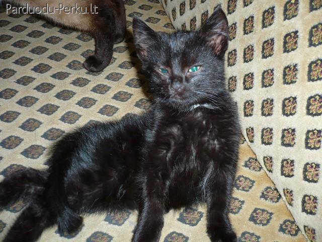 Dovanojame 2men.katyte