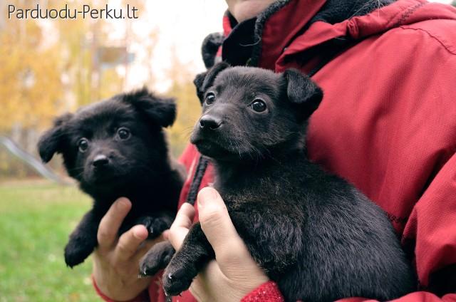 Dovanojami 1,5 mėn. sveiki šuniukai su ypatinga istorija!