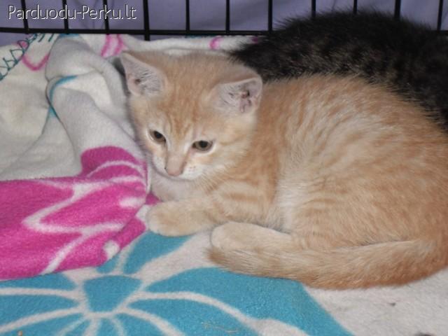 Dovanojami 2 mėn. kačiukai