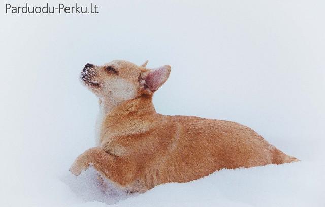 Dovanojami mažo ūgio šuniukai