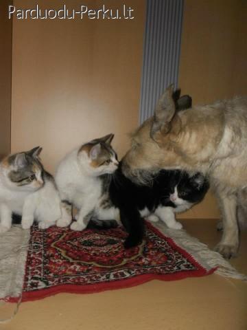 Dovanojami nuostabūs kačiukai Bučkiai