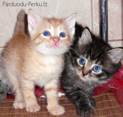 Dovanojami nuostabūs maži kačiukai