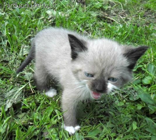 Dovanojami siamo mišrūniukai