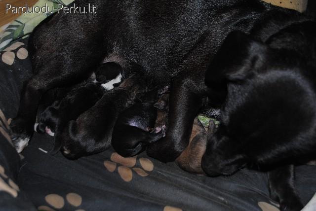 DOVANOJAMI šuniukai