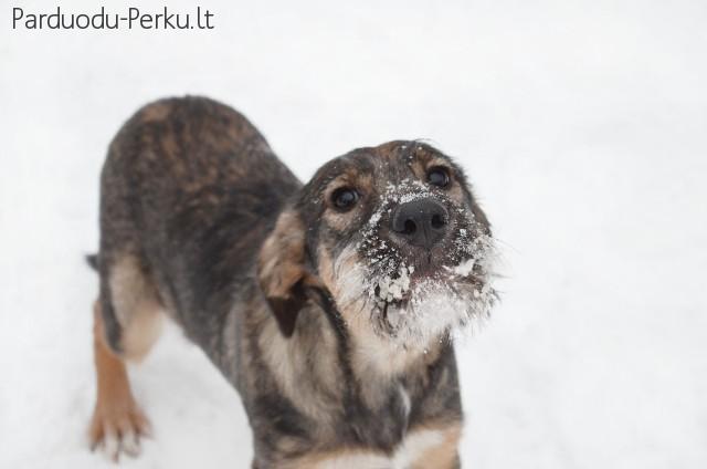 Dovanojamos 5 mėn. sargios kalytės (bus sterilizuotos)!