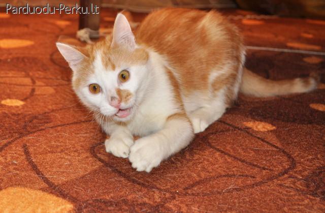 Dovanoju kastruota 10 menesiu katineli