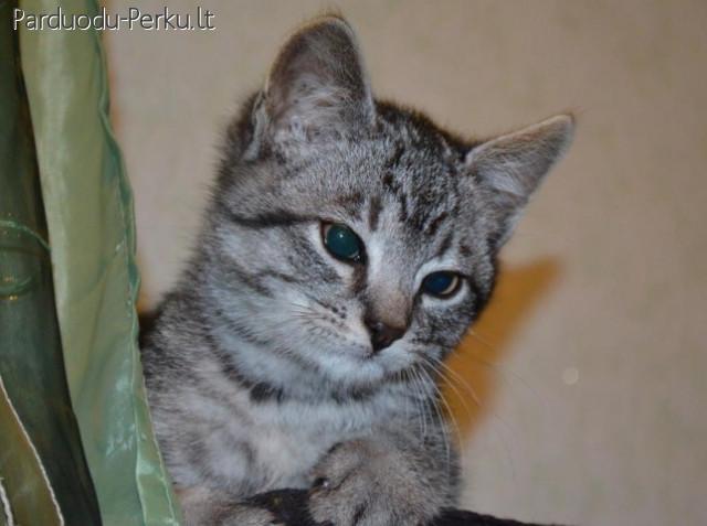 Dovanoju kastruota 3 menesiu kaciuka