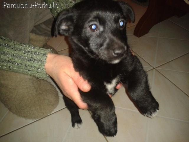 Dovanoju nuostabius šuniukus