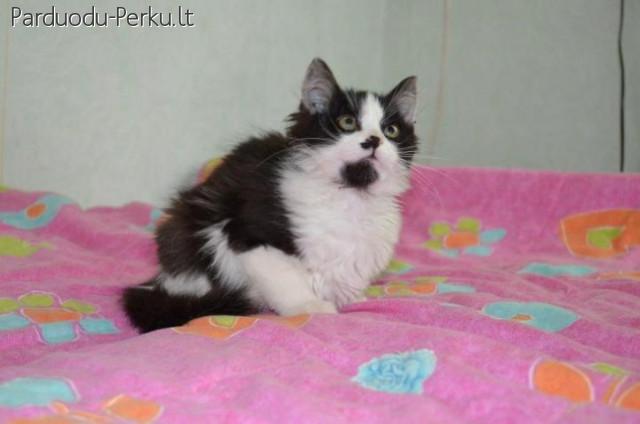 Dovanoju pukuota paskiepyta katyte