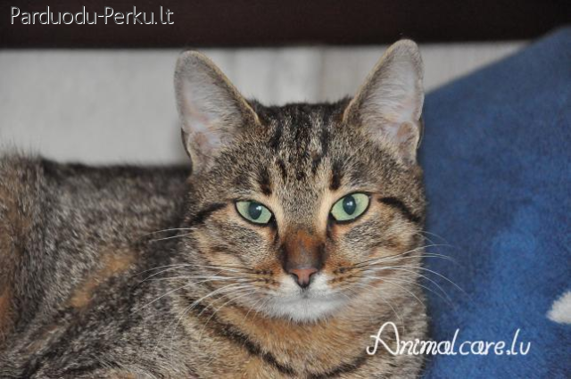 Dovanoju rainą katytę smaragdinėm akim