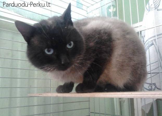 DOVANOJU SIAMO KATINĄ