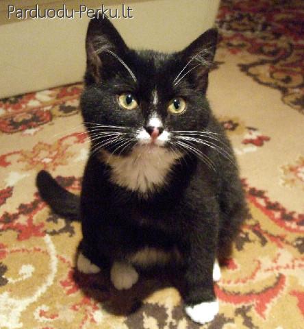 Dovanoju skiepytą katytę