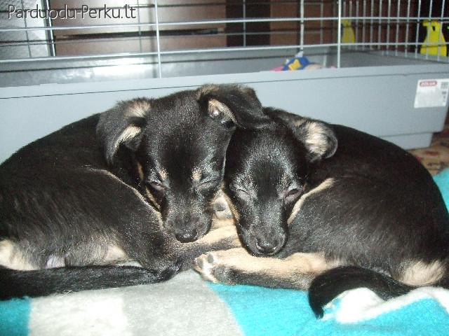 Dovanoju skiepyta kalytę