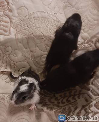 Dovanoju smiltpeliukus