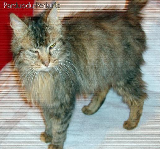 Dovanoju sterilizuotą katytę