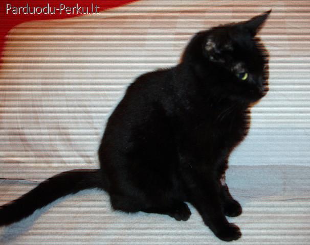 Dovanoju sterilizuotą katytę