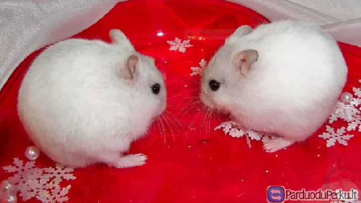 Balti žiurkėnai, prašom pasižiūrėti foto ir video!