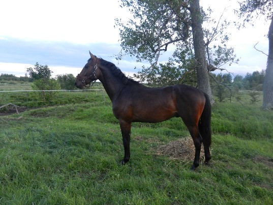 eržilas veisimo paslaugos