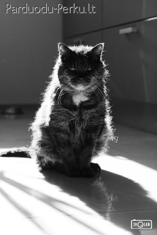 Fotografų nuotraukos ant drobės