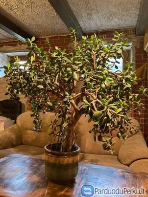 Geles - storalapiai, alavijas, melsves, kaktusai ir kt.