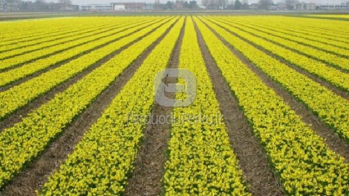 GĖLIŲ SKYNIMAS ANGLIJOJE