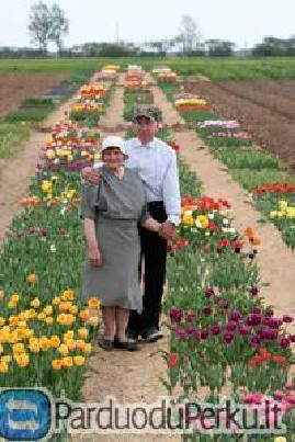 Gėlių sodinukai, gausus pasirinkimas