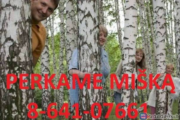 Geriausia miško kaina lietuvoje