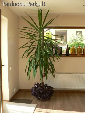 Gražiai nuaugusi juka