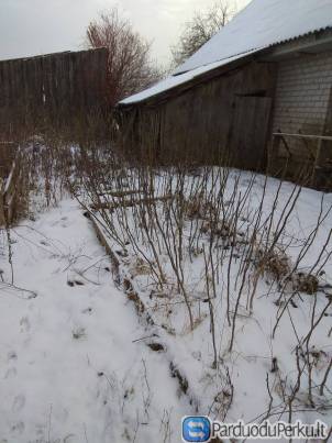 Graikinis riešutmedis