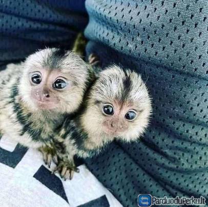Graži beždžionė marmozetė, skirta įvaikinti
