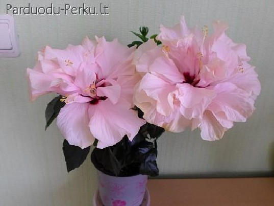 Gražios kambarinės gėlės!