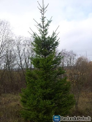 Gudobeles,skroblai,buksmedziai,eglutes,kaln.pušys