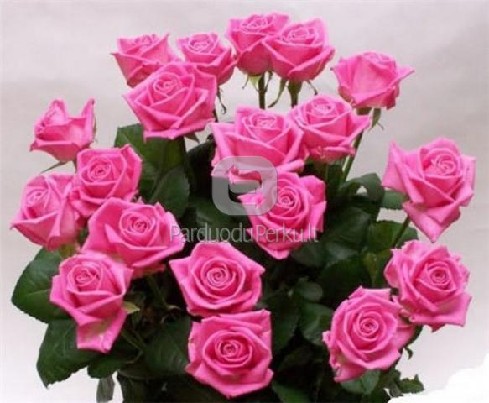 Įeškau rimtos merginos,no 30 iki 35 metų.