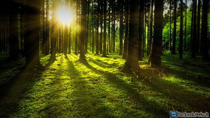 Ieskome ivairaus brandumo misku