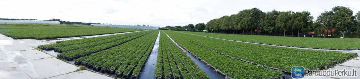 Ieškomos moterys darbui braškių ūkyje Olandijoje