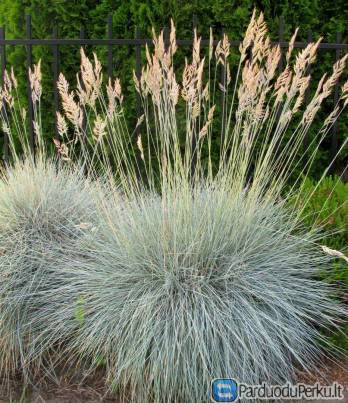 Ilgamečiai vaistiniai ir net augalai