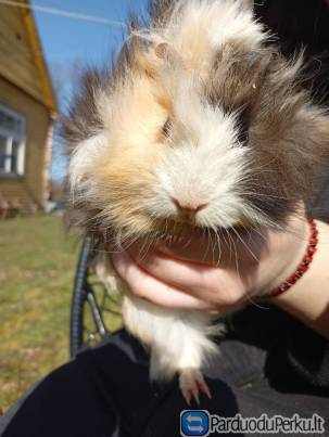 ilgo plauko juru kiaulytes