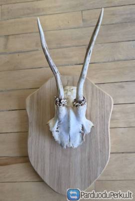 Interjero akcentas ragai 21 cm, trofėjiniai su kaktikauliu