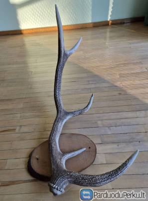 Interjero akcentas ragai 87 cm, 4 atšakos