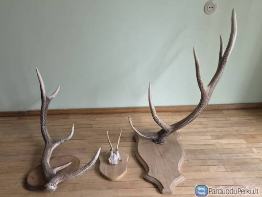 Interjero akcentas ragai