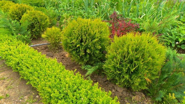 IŠPARDAVIMAS dekoratyviniams augalams