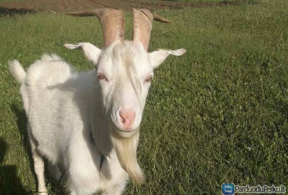 Išparduodam ožkų ūkį