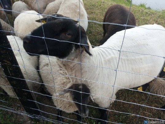 IŠPARDUODU SUFOLKO VEISLĖS AVIS