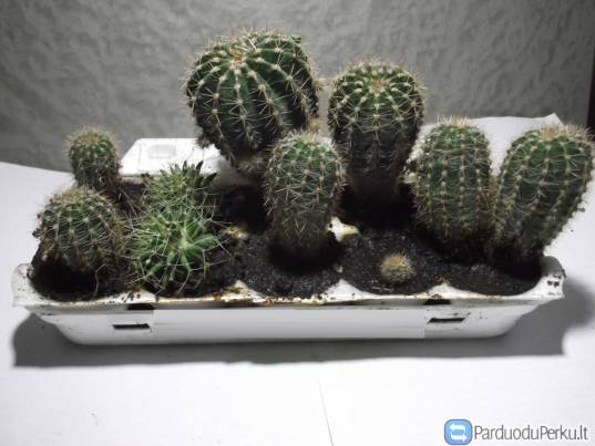 Parduodu kaktusėlius po 1 eur/vnt