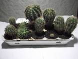 Parduodu kaktusėlius po 1 eur/vnt