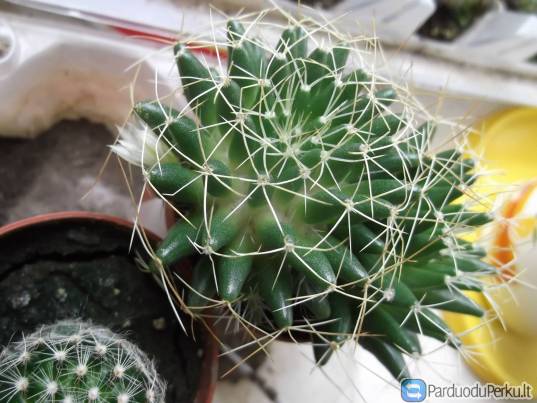 Parduodu kaktusėlius po 1 eur
