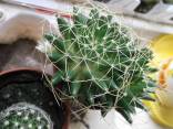 Parduodu kaktusėlius po 1 eur