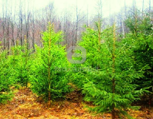 Kalėdinės eglutės